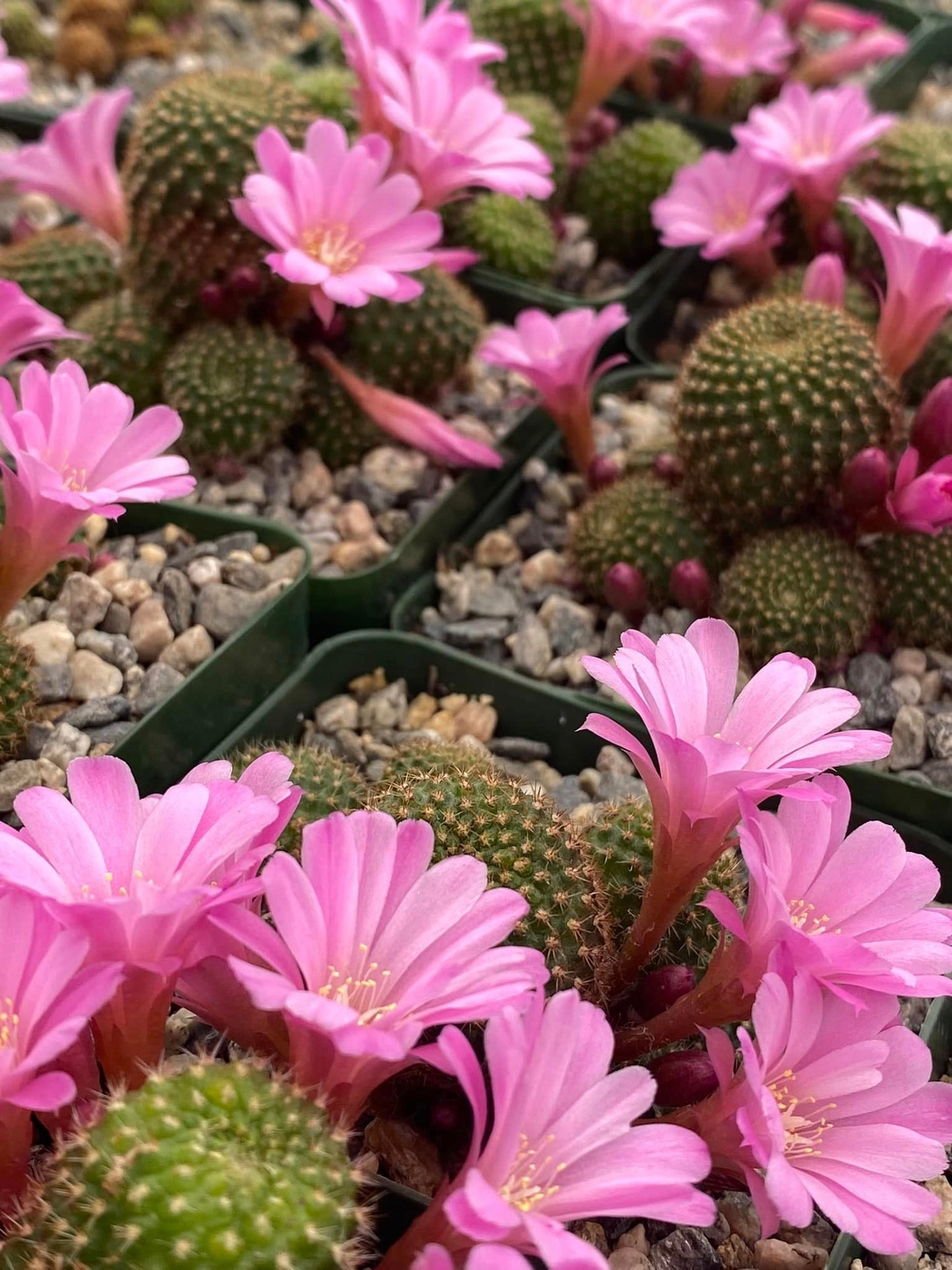 Rebutia perplexa