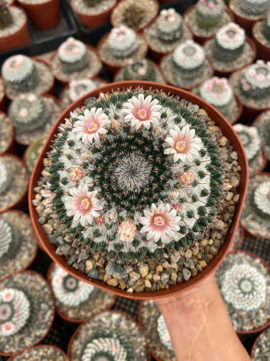 Mammillaria sempervivi 6”