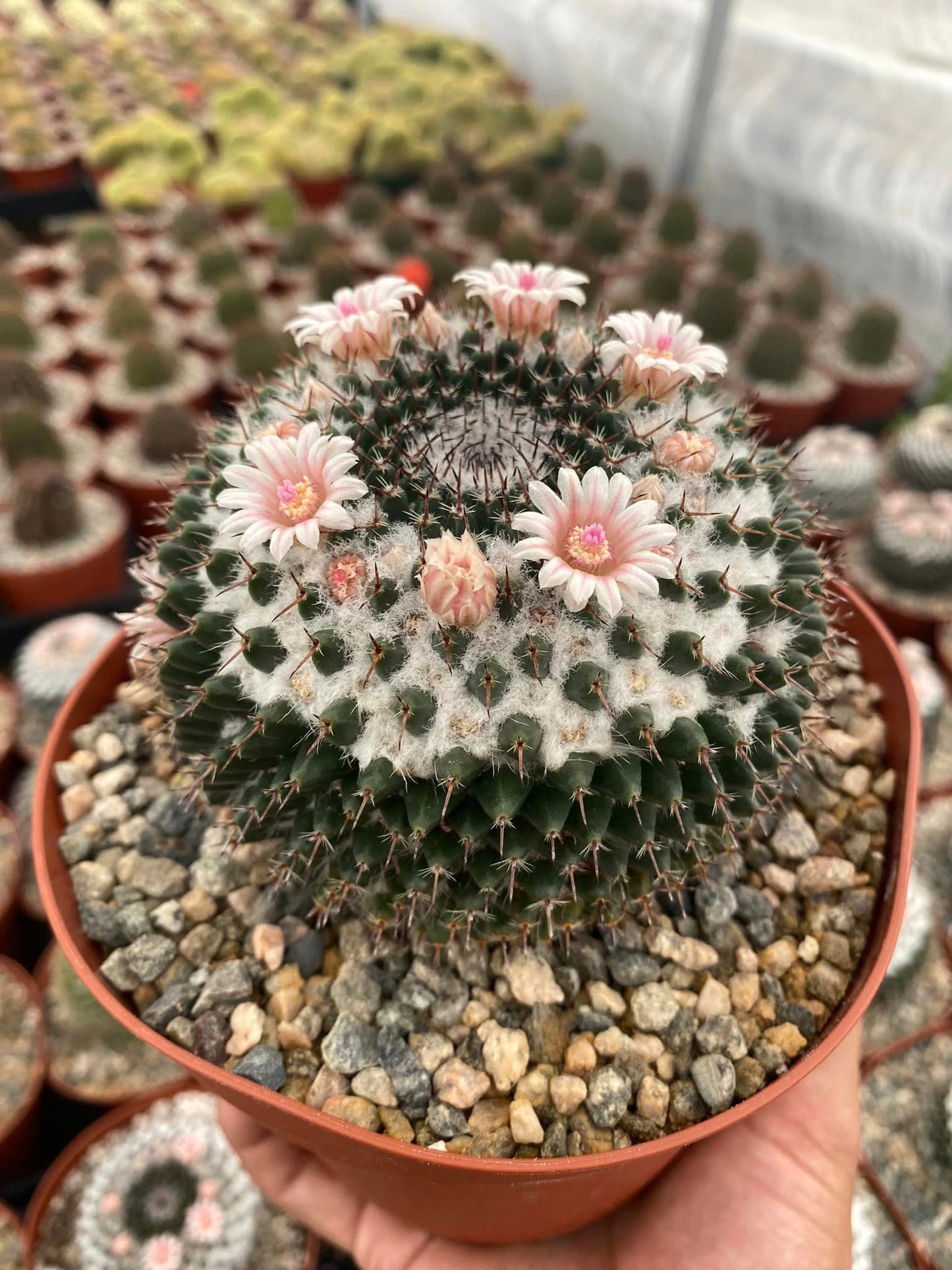 Mammillaria sempervivi 6”