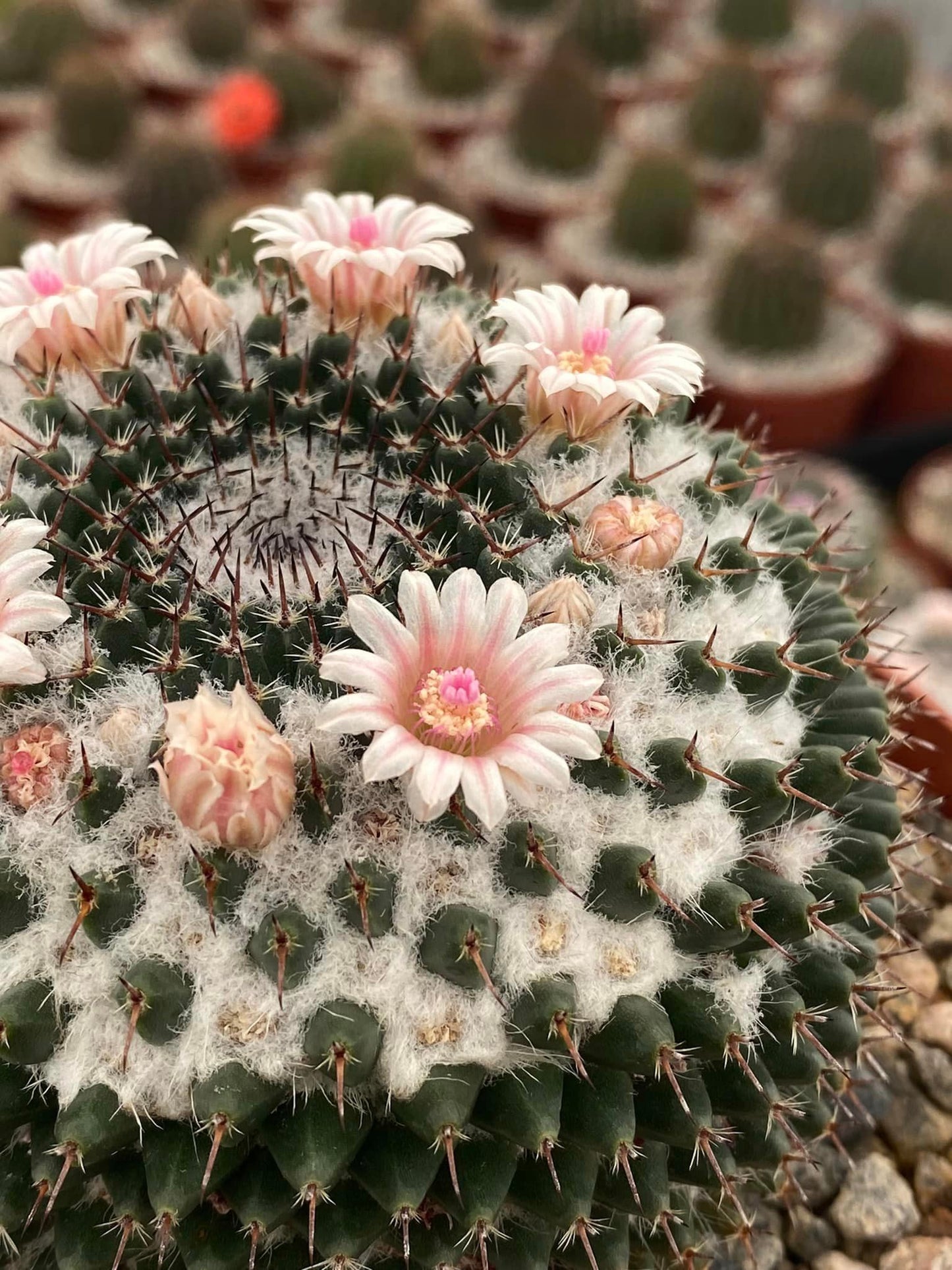 Mammillaria sempervivi 6”