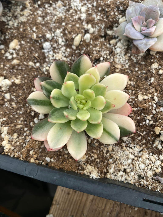 Sedeveria pink Rubi variegada