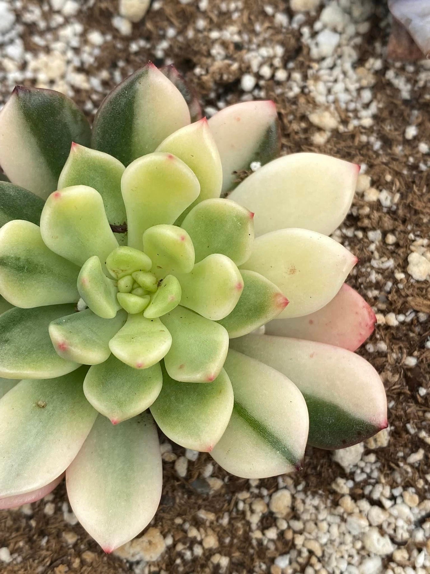 Sedeveria pink Rubi variegada