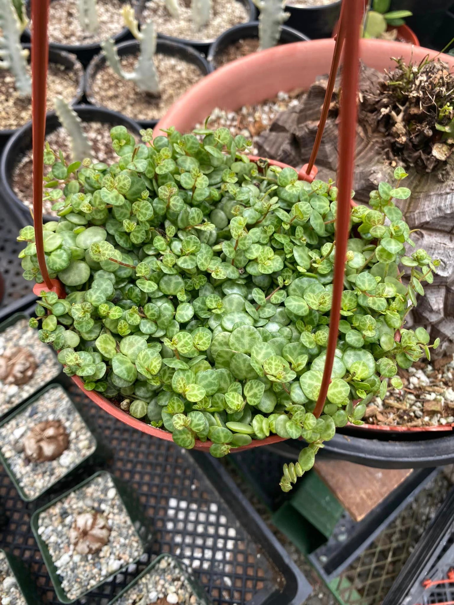 Peperomia prostrata (collar de tortugas) 4"