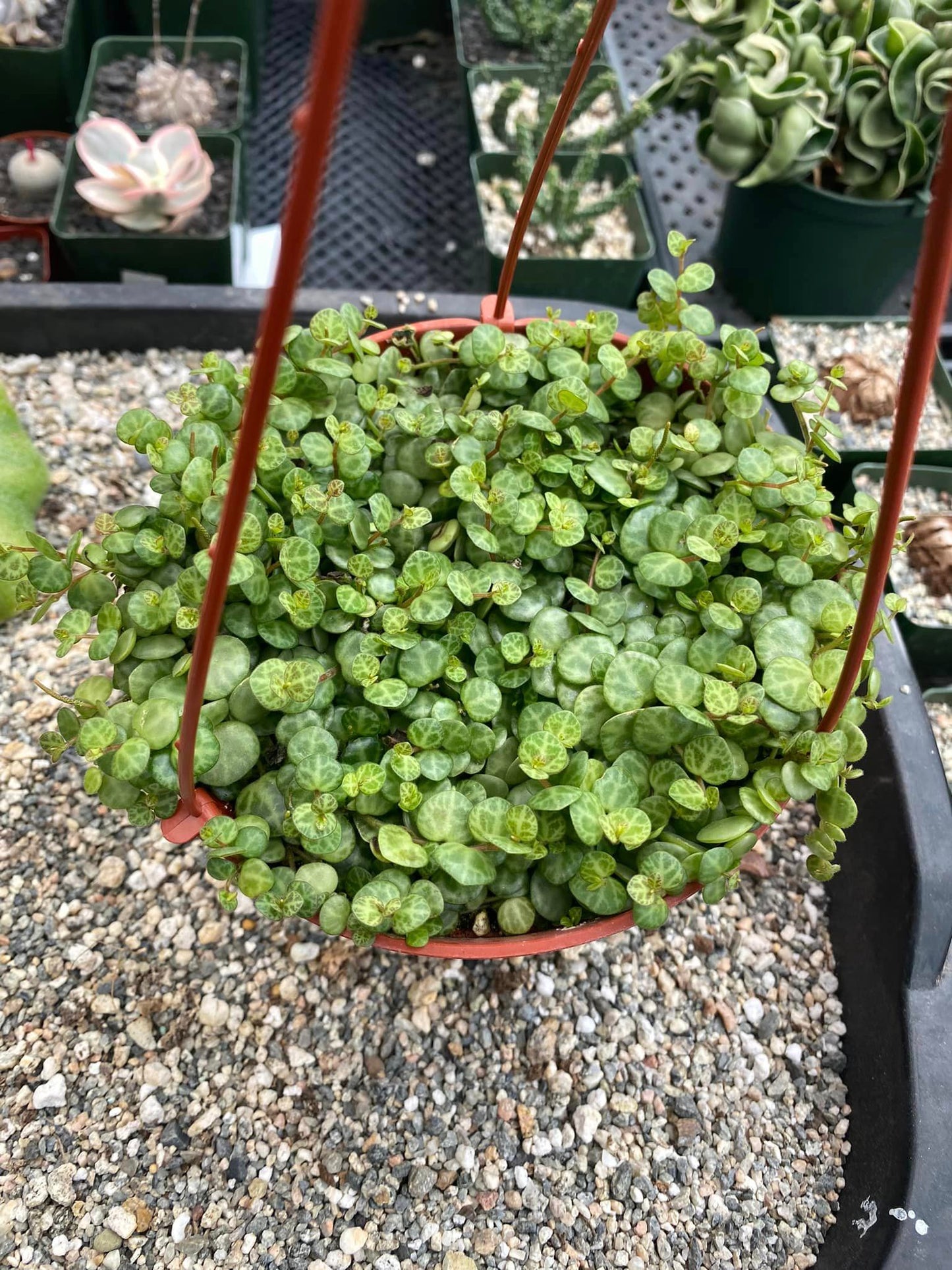 Peperomia prostrata (collar de tortugas) 4"