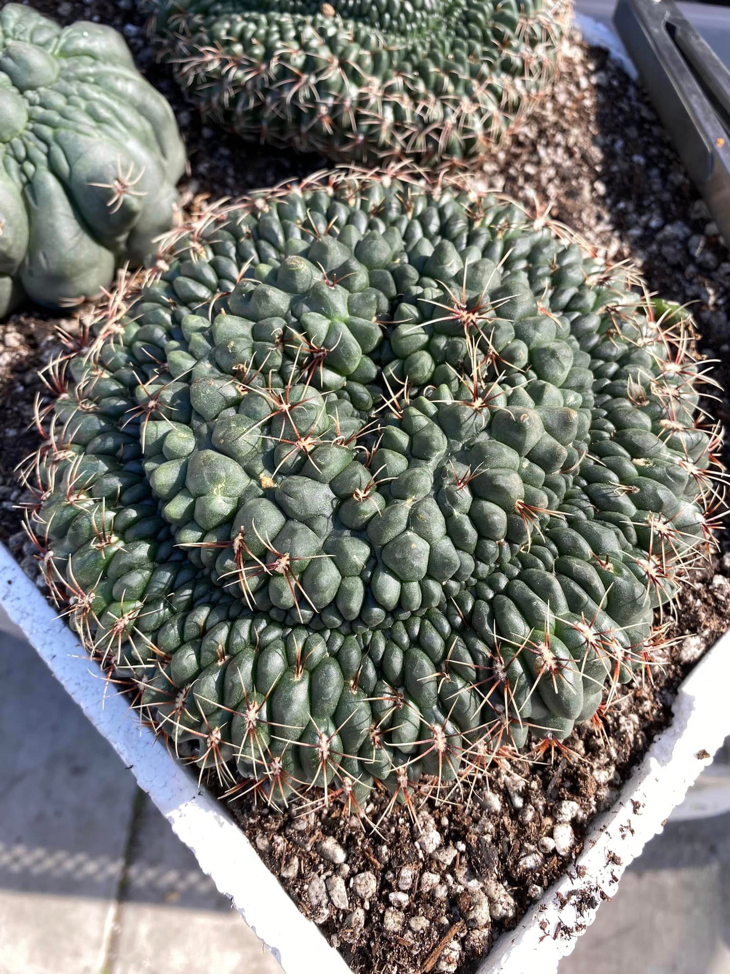 Cresta gymnocalycium baldianum mounstruoso