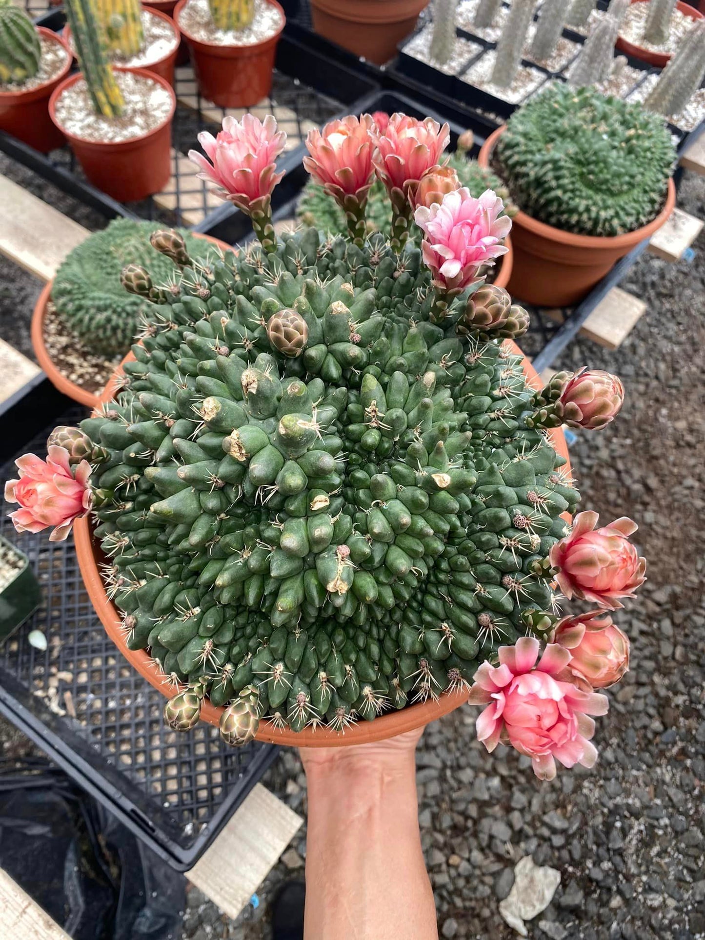 Cresta gymnocalycium baldianum mounstruoso