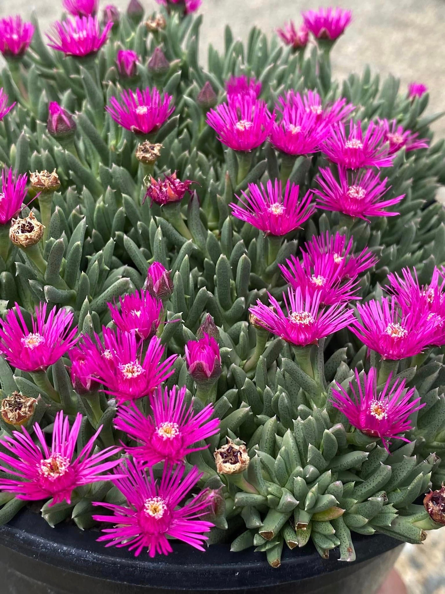 Ruschia Pulvinaris