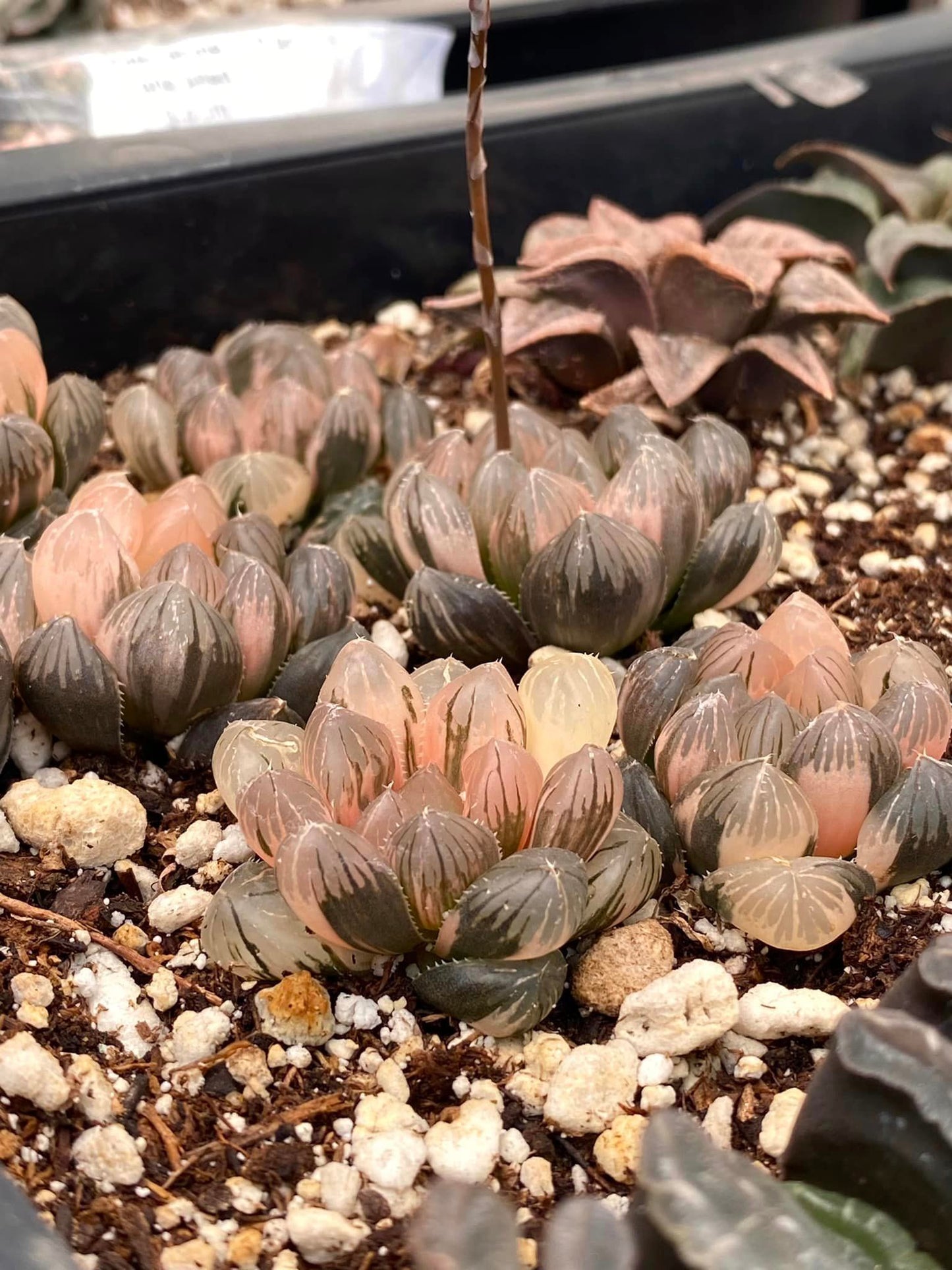 Haworthia cooperi Mo variegated