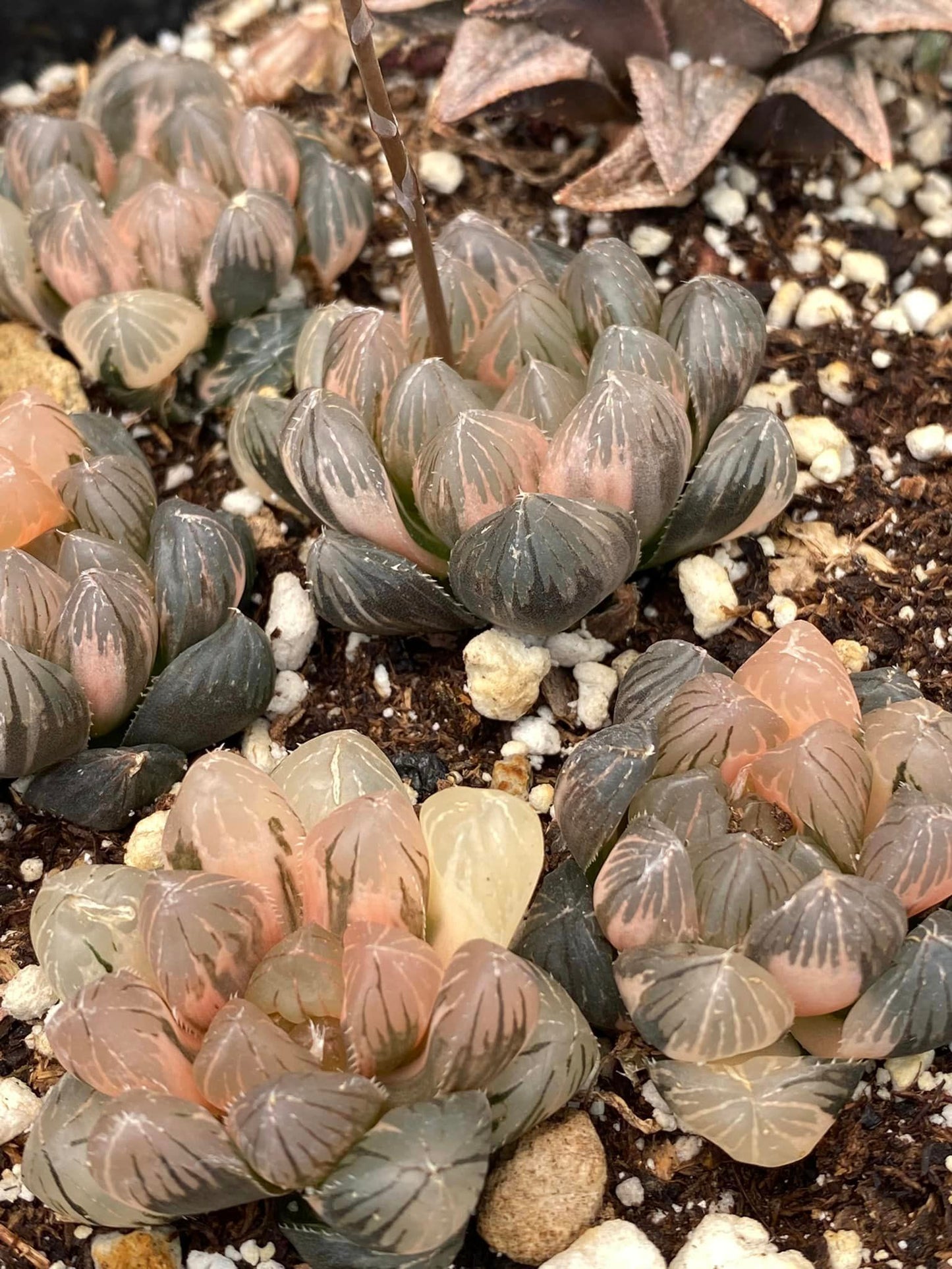 Haworthia cooperi Mo variegated