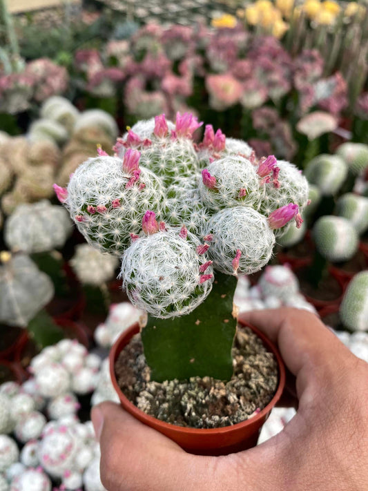 Injerto Mammillaria Humboldtii V caespitosa