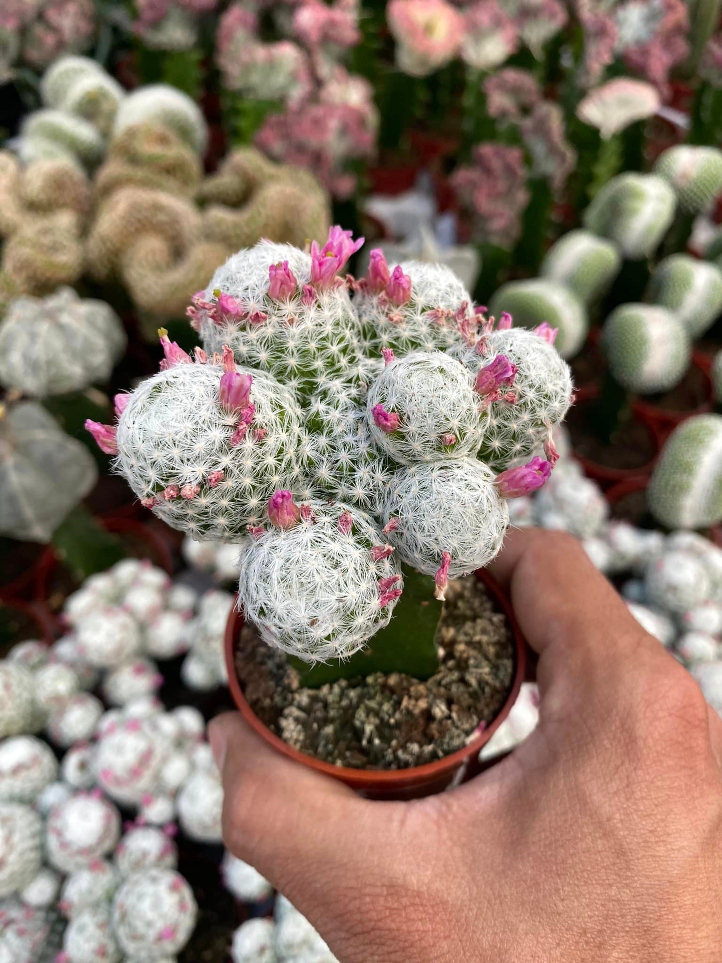 Injerto Mammillaria Humboldtii V caespitosa