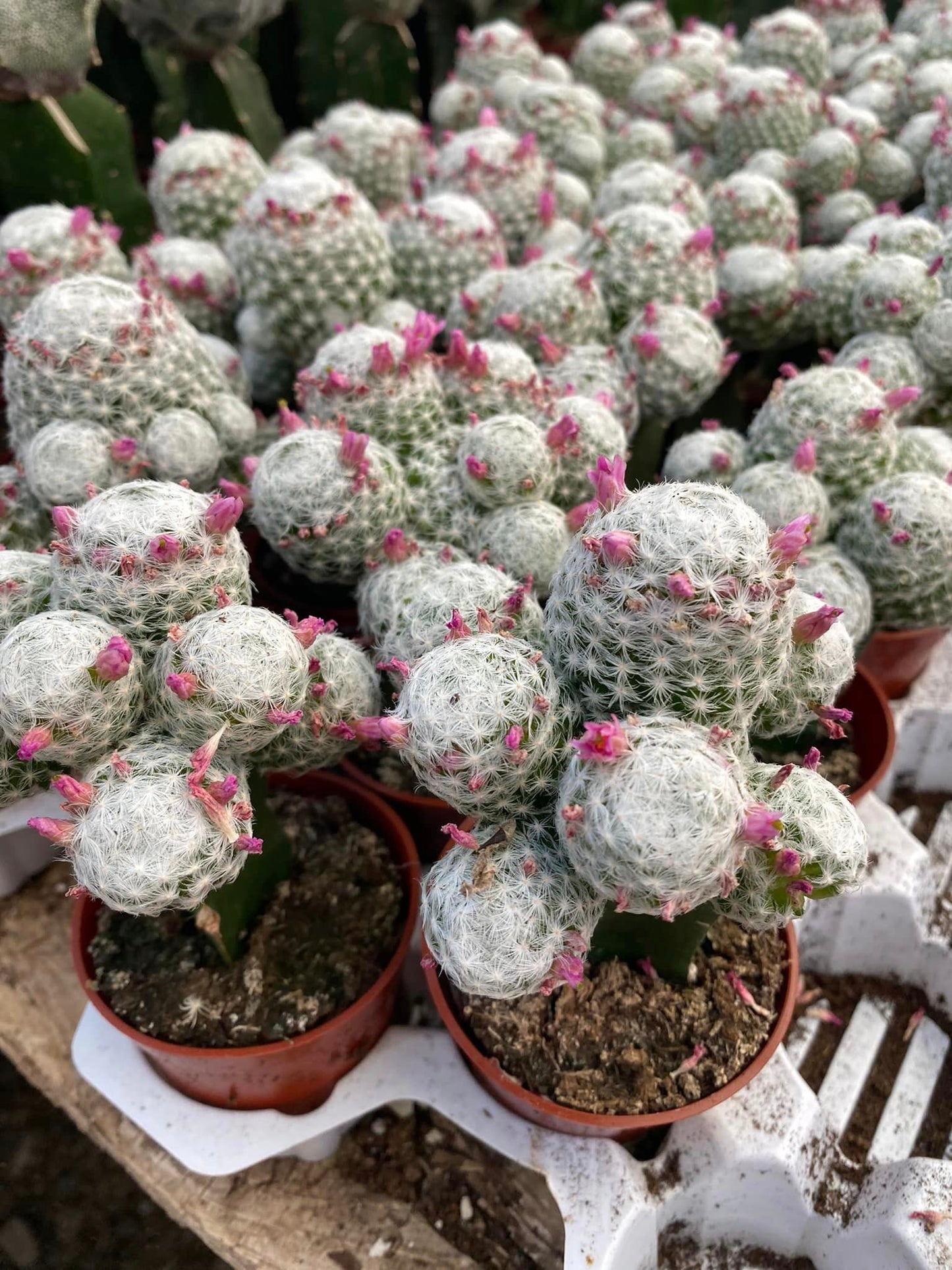 Injerto Mammillaria Humboldtii V caespitosa