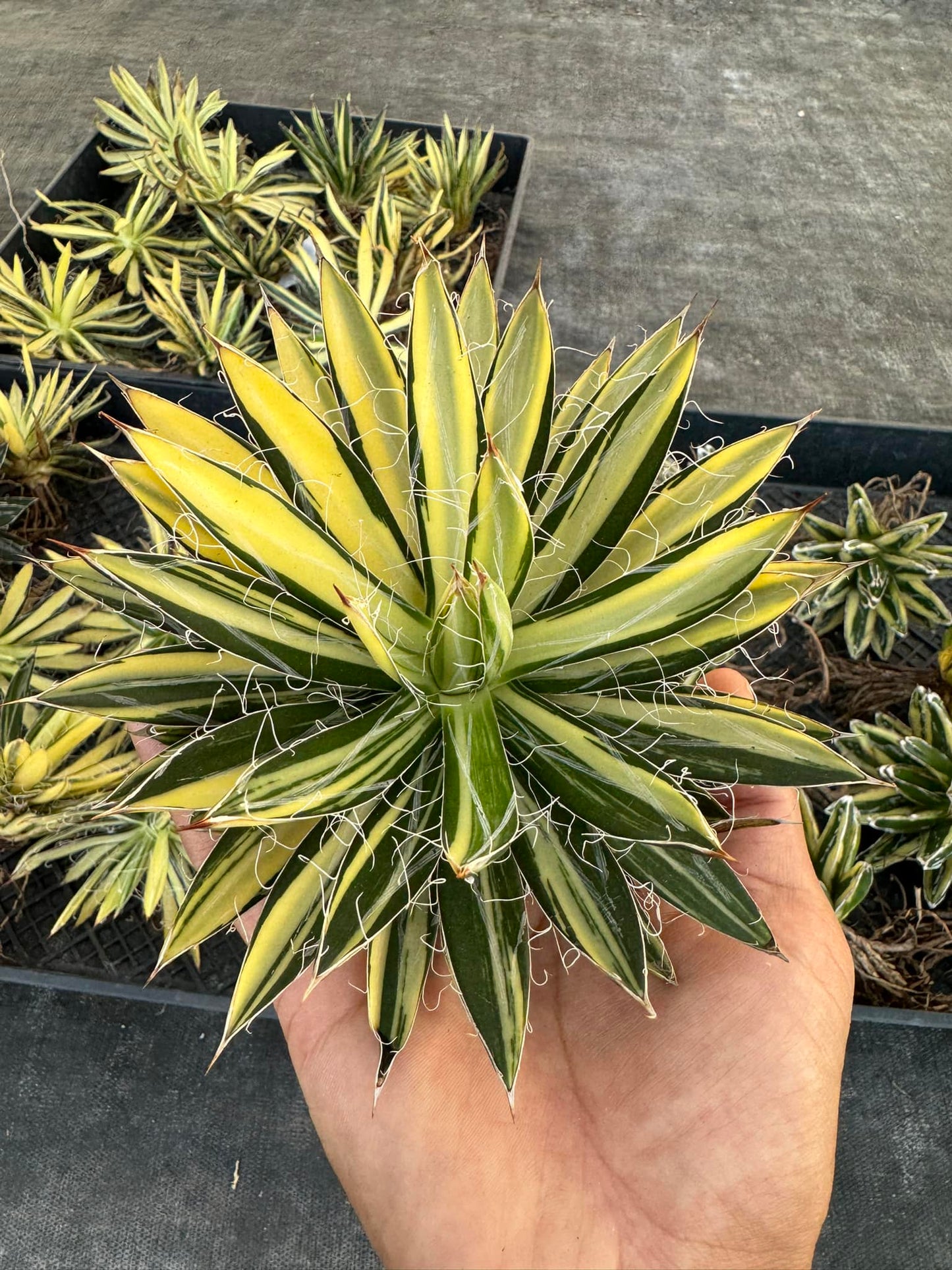 Agave filifera 'Mediopicta' Variegado