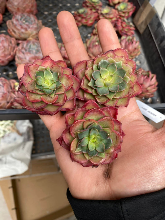 Echeveria red noble