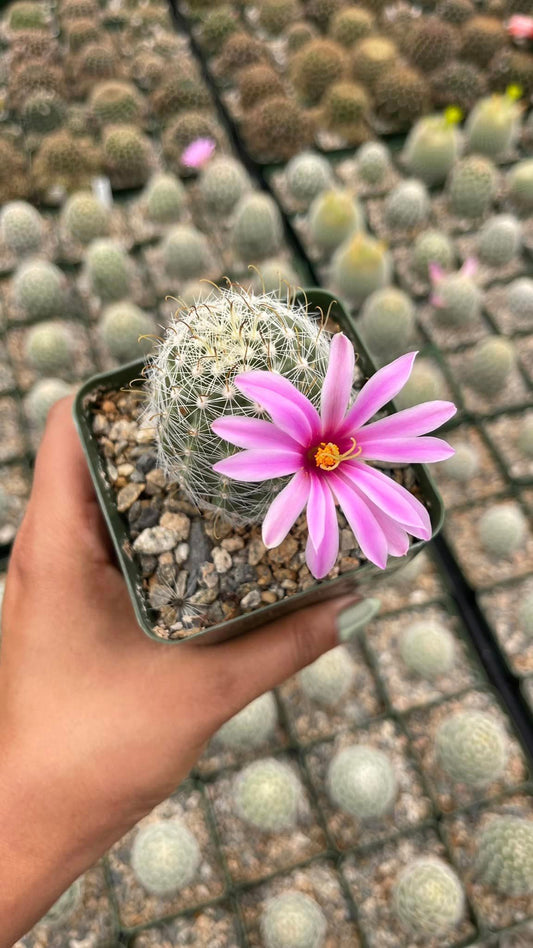 Mammillaria Boolii