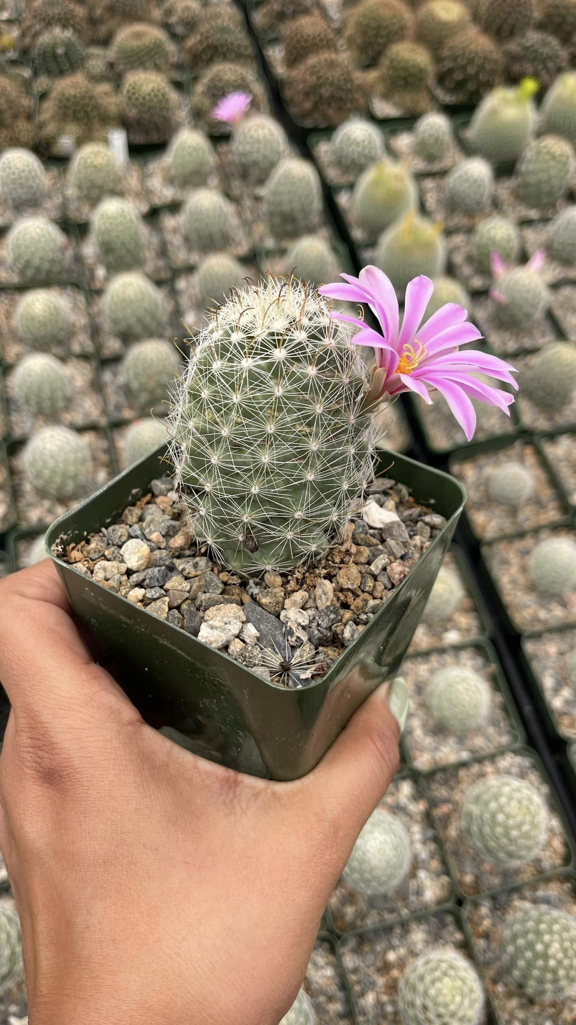 Mammillaria Boolii