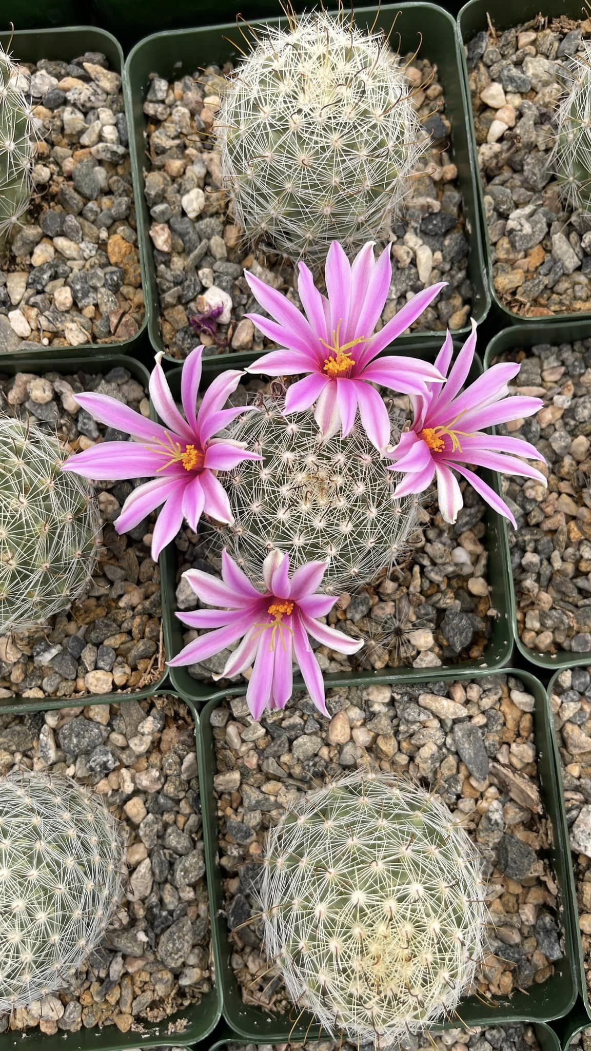 Mammillaria Boolii