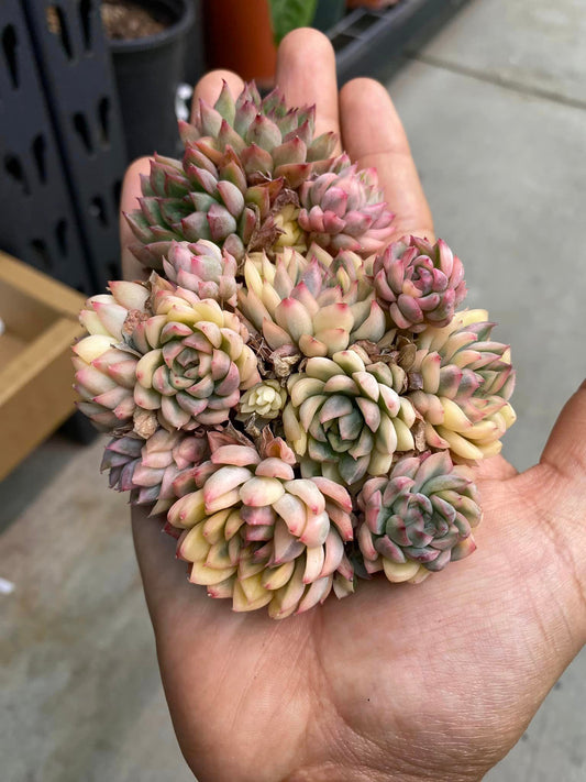 Echeveria mebina Variegada cluster