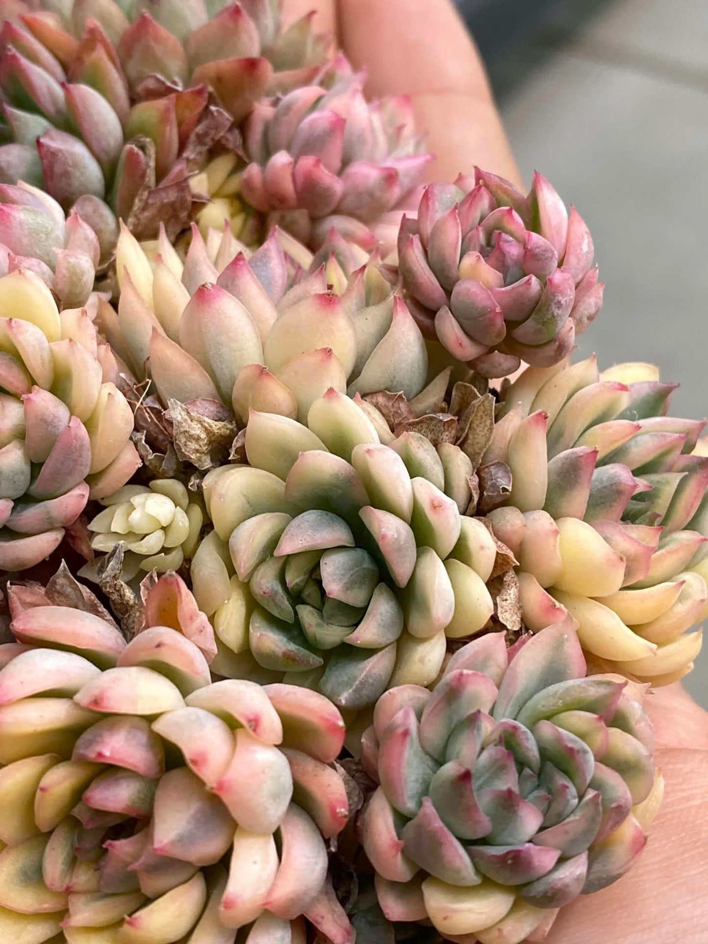 Echeveria mebina Variegada cluster