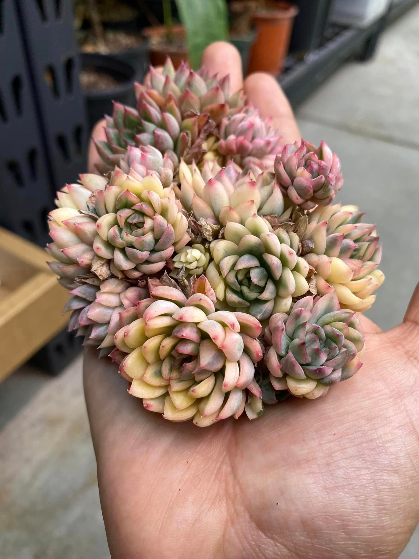 Echeveria mebina Variegada cluster