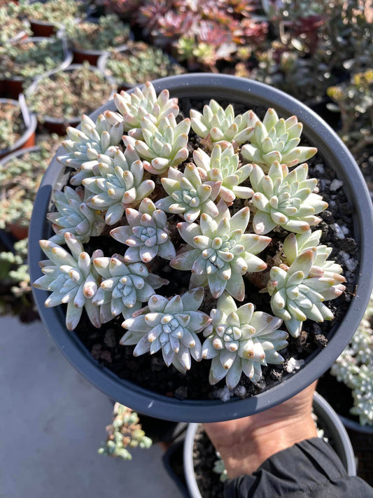 Dudleya gnoma cluster