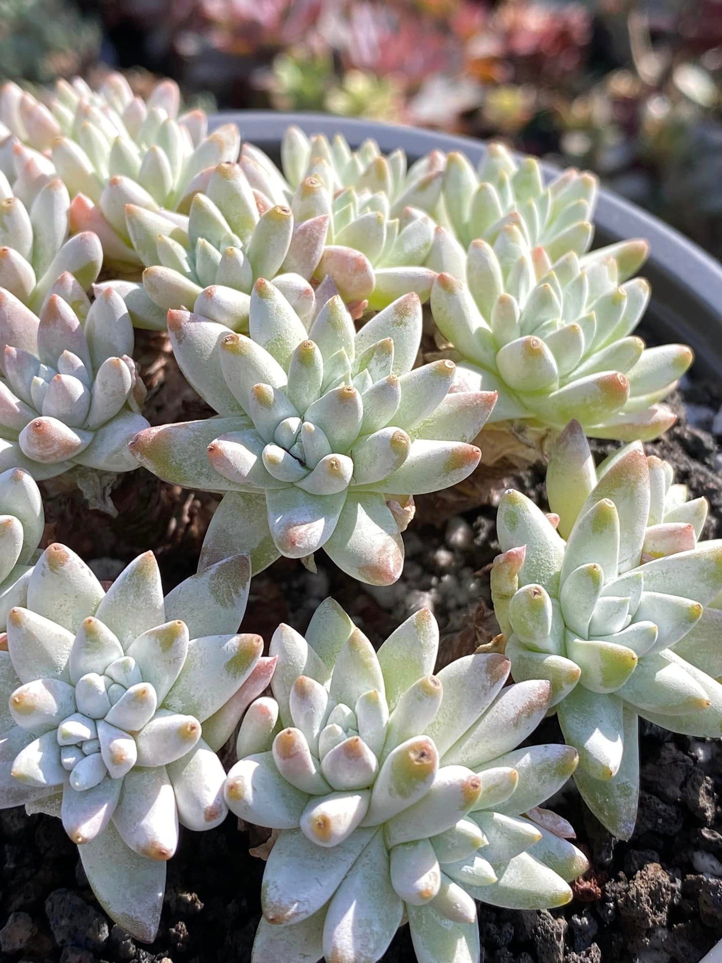 Dudleya gnoma cluster