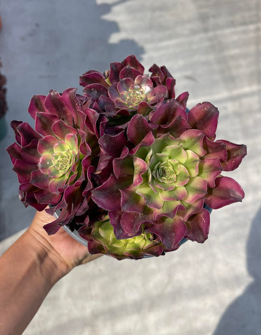 Aeonium spp wutianji variegado cluster