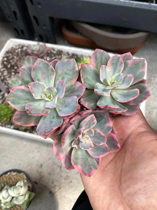 Echeveria pink harin variegada