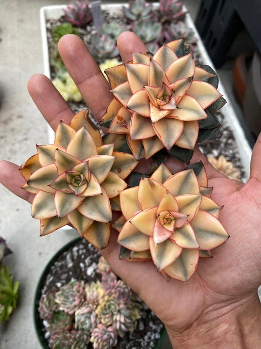 Echeveria Monocerotis aurea variegada