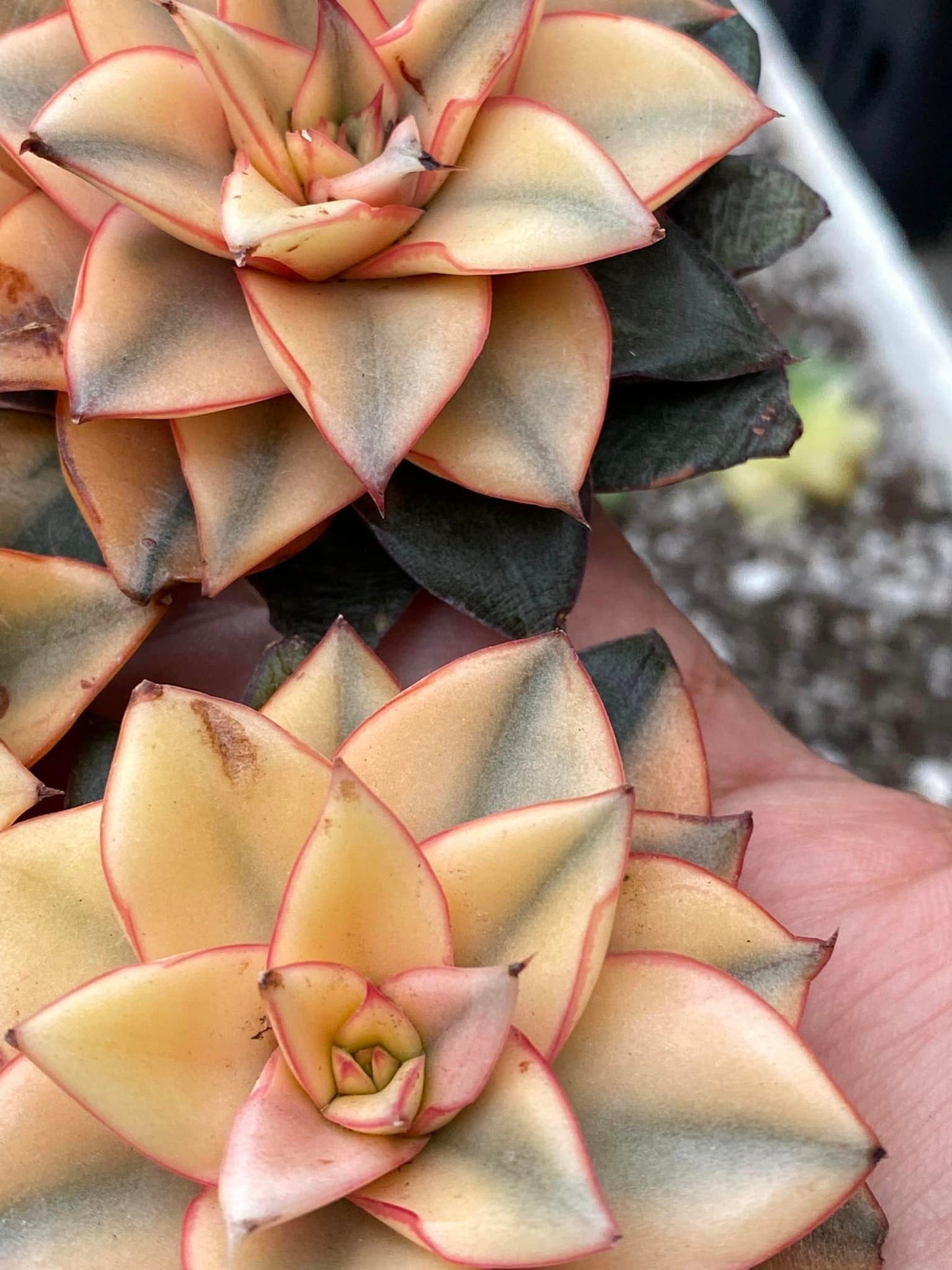 Echeveria Monocerotis aurea variegada