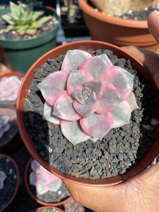 Graptopetalum purple delight variegado