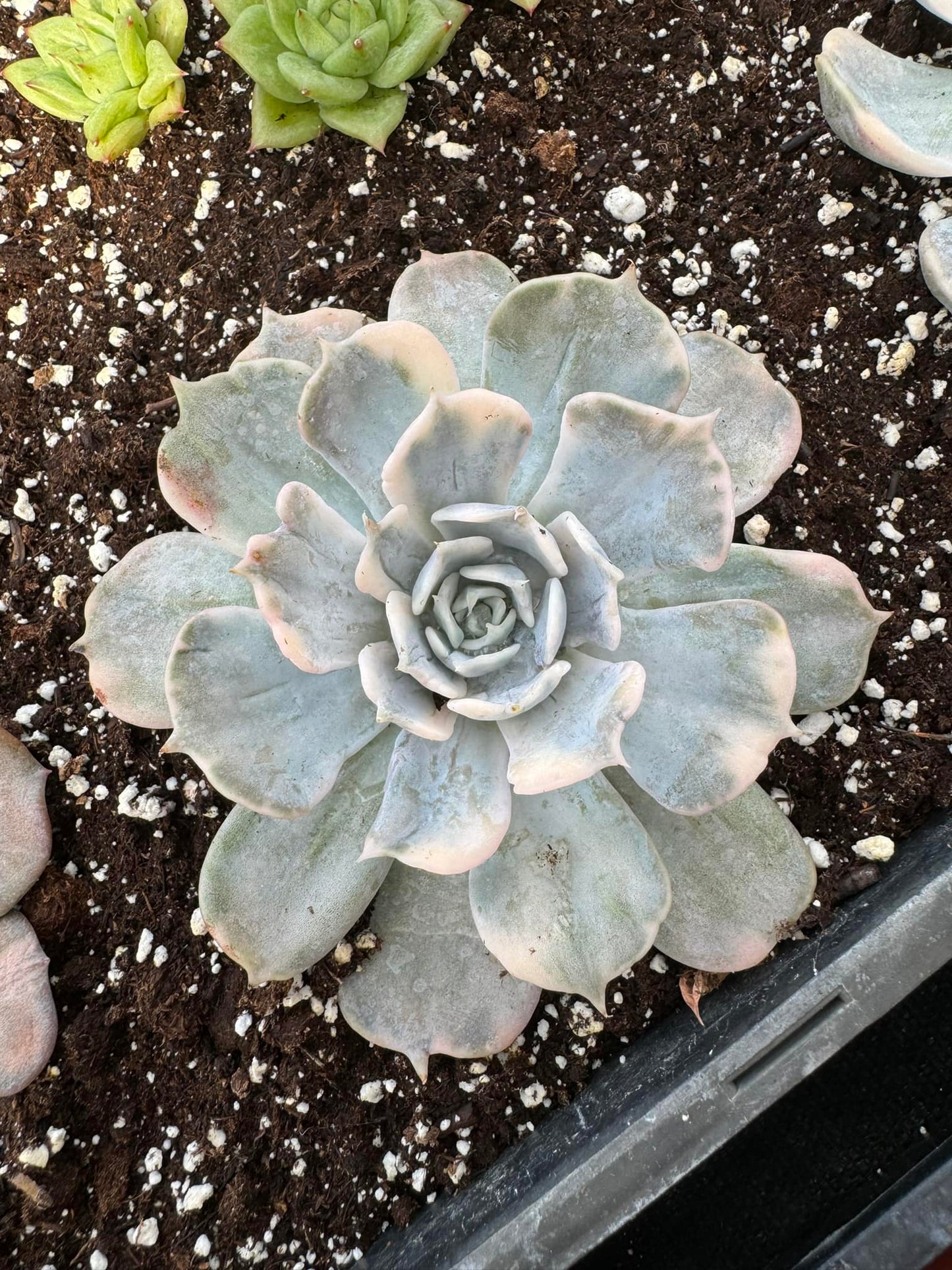 Echeveria lilacina Variegada