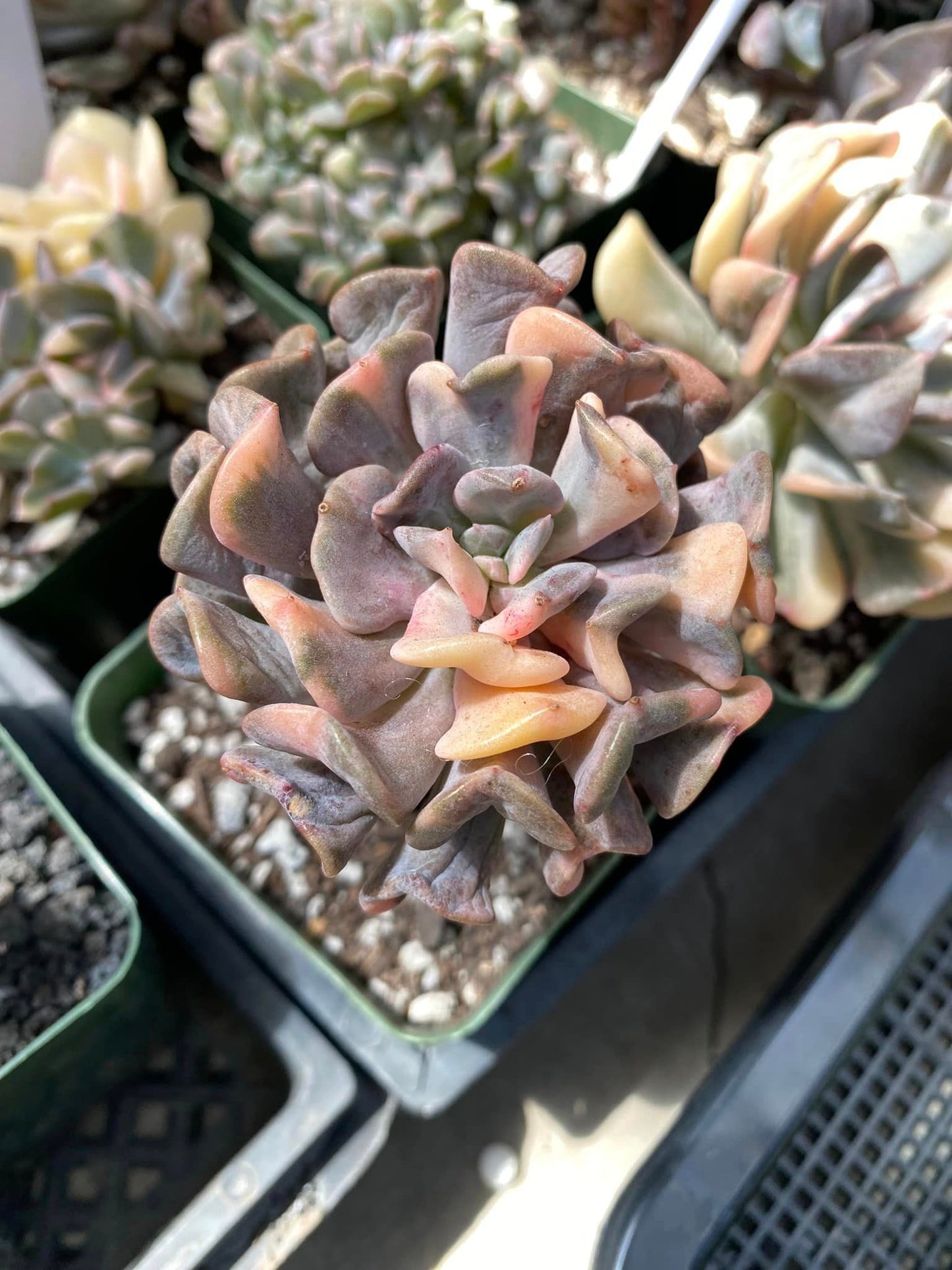 Echeveria cubic frost variegated