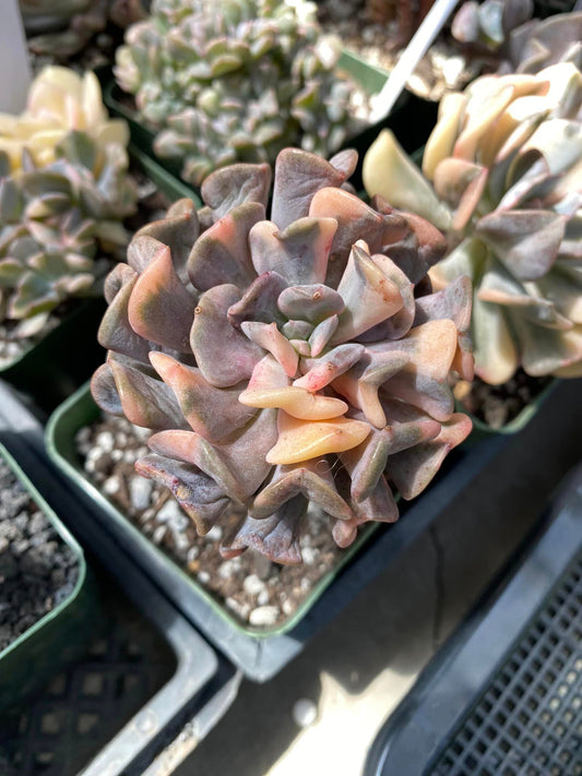 Echeveria cubic frost variegated