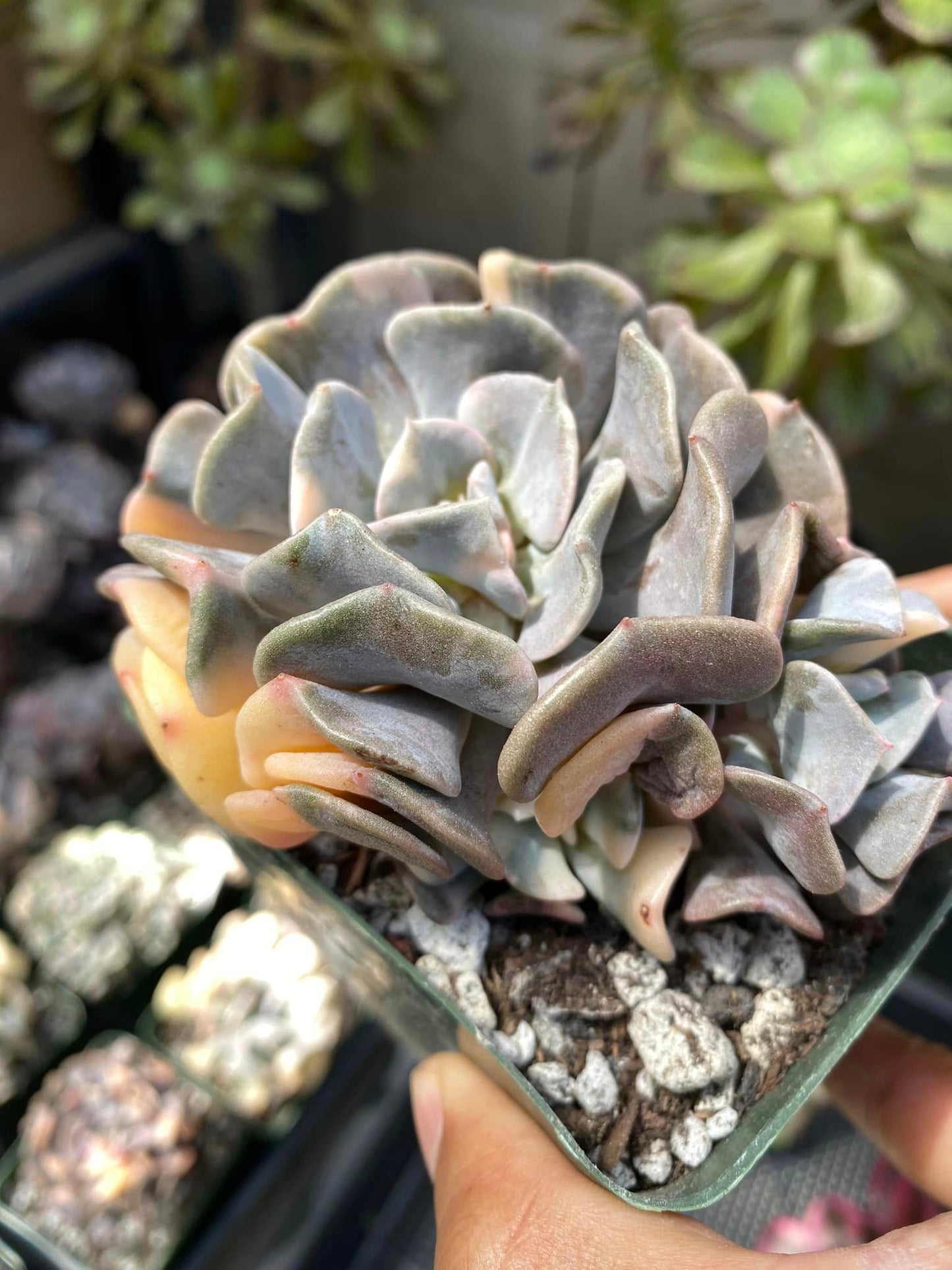 Echeveria cubic frost variegated