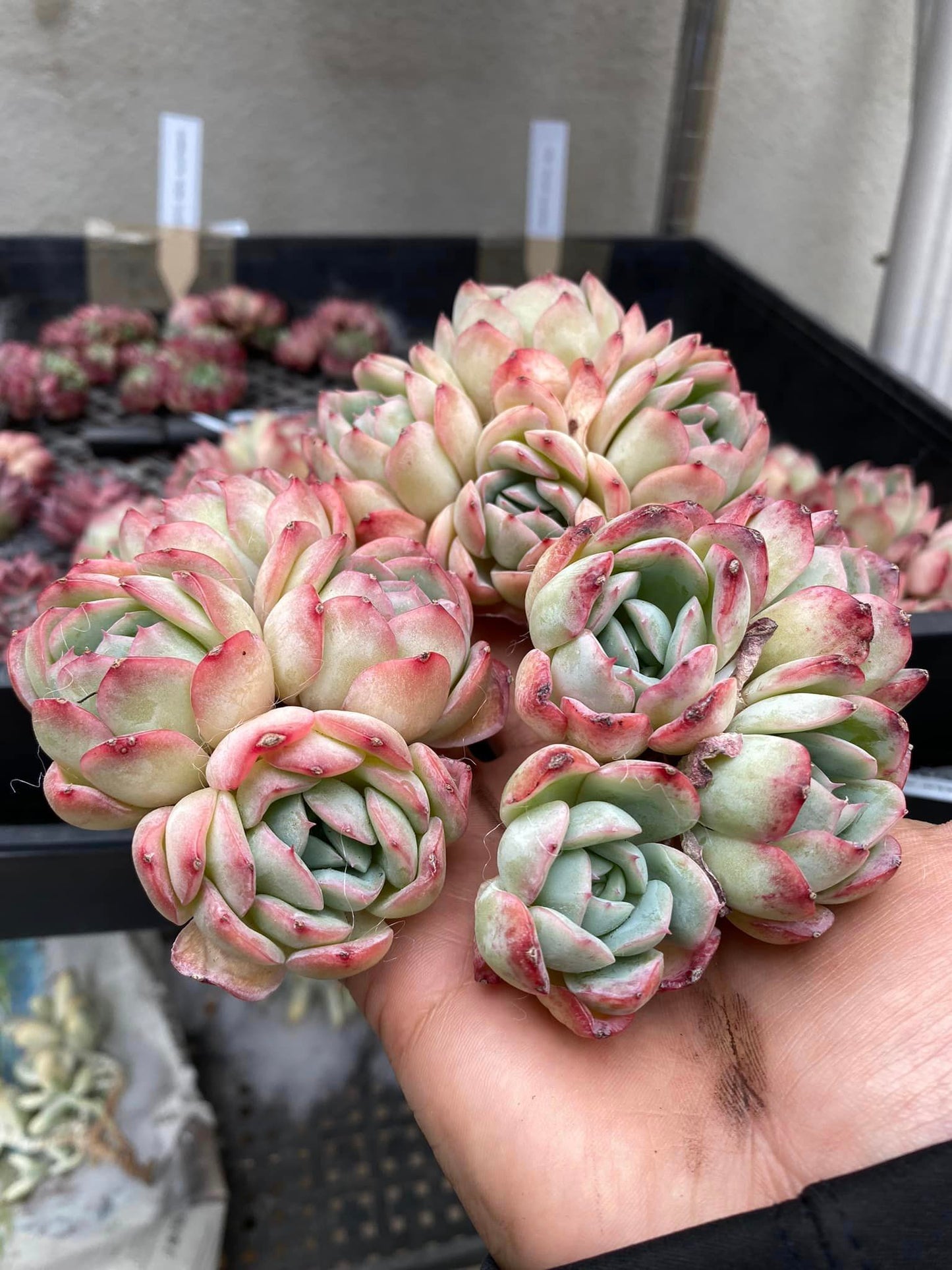 Echeveria sasa Queen cluster