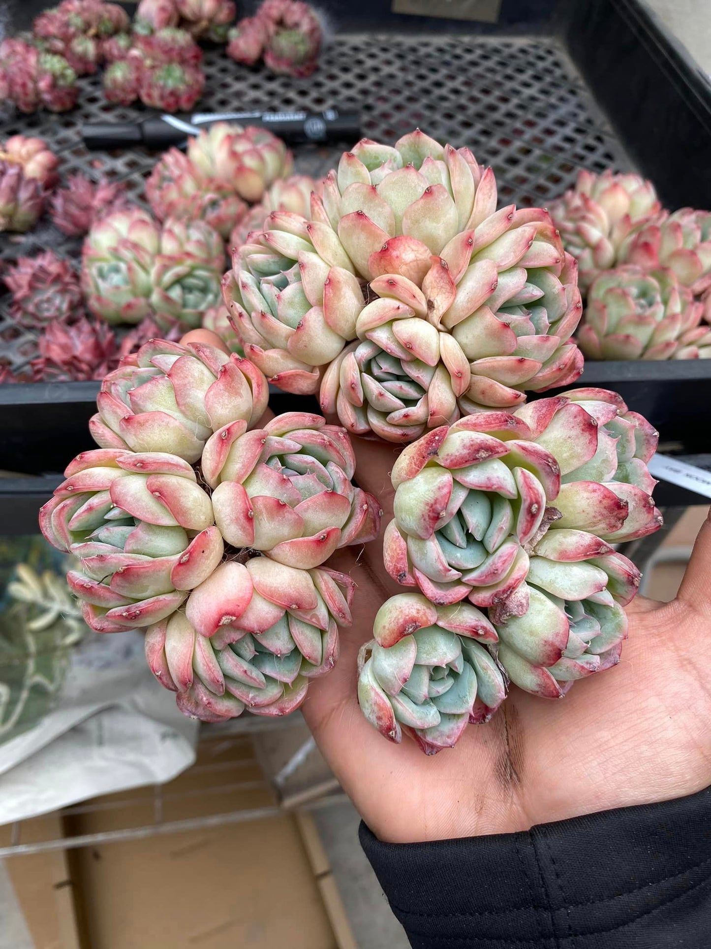 Echeveria sasa Queen cluster