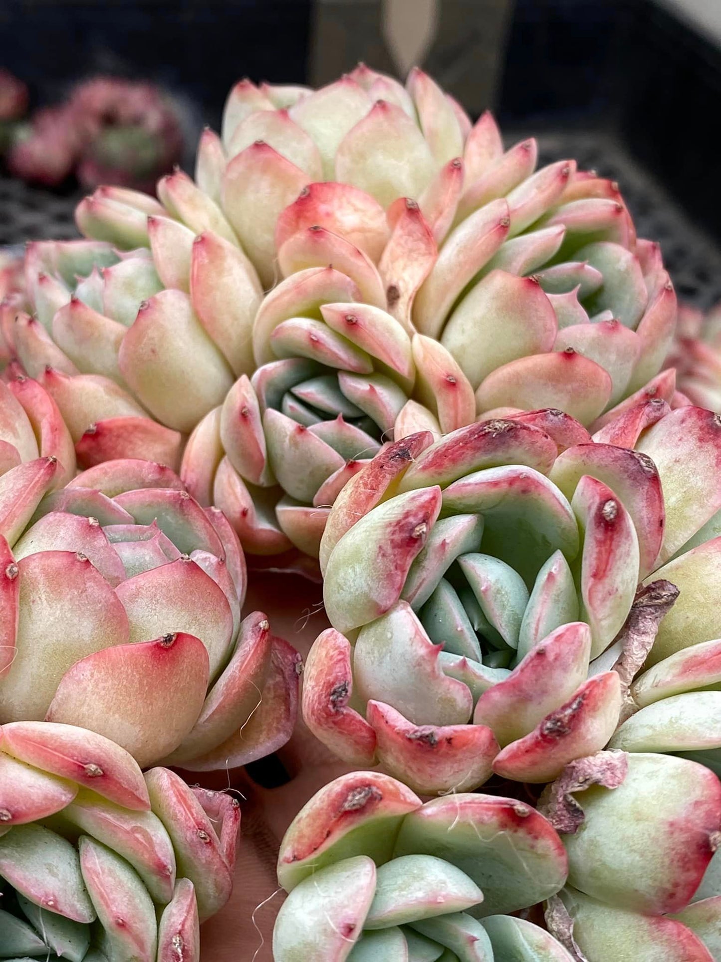 Echeveria sasa Queen cluster