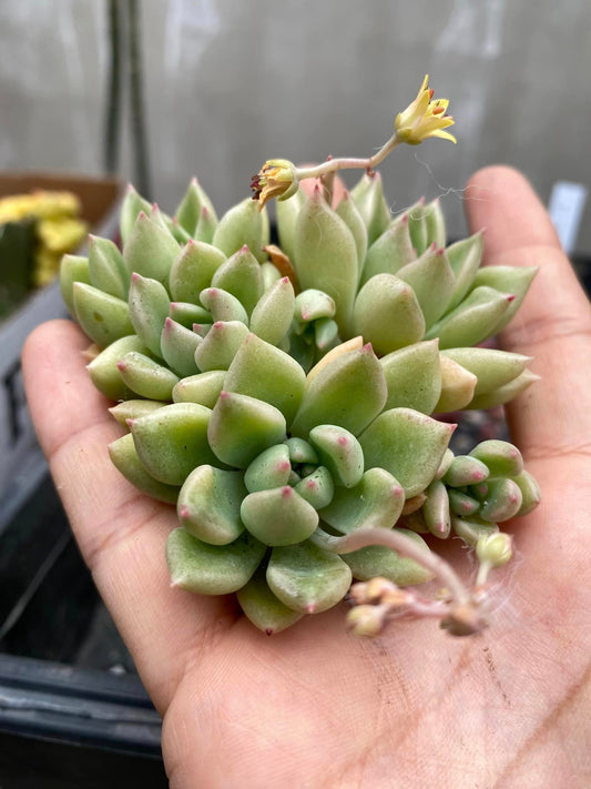 Echeveria Arze cluster