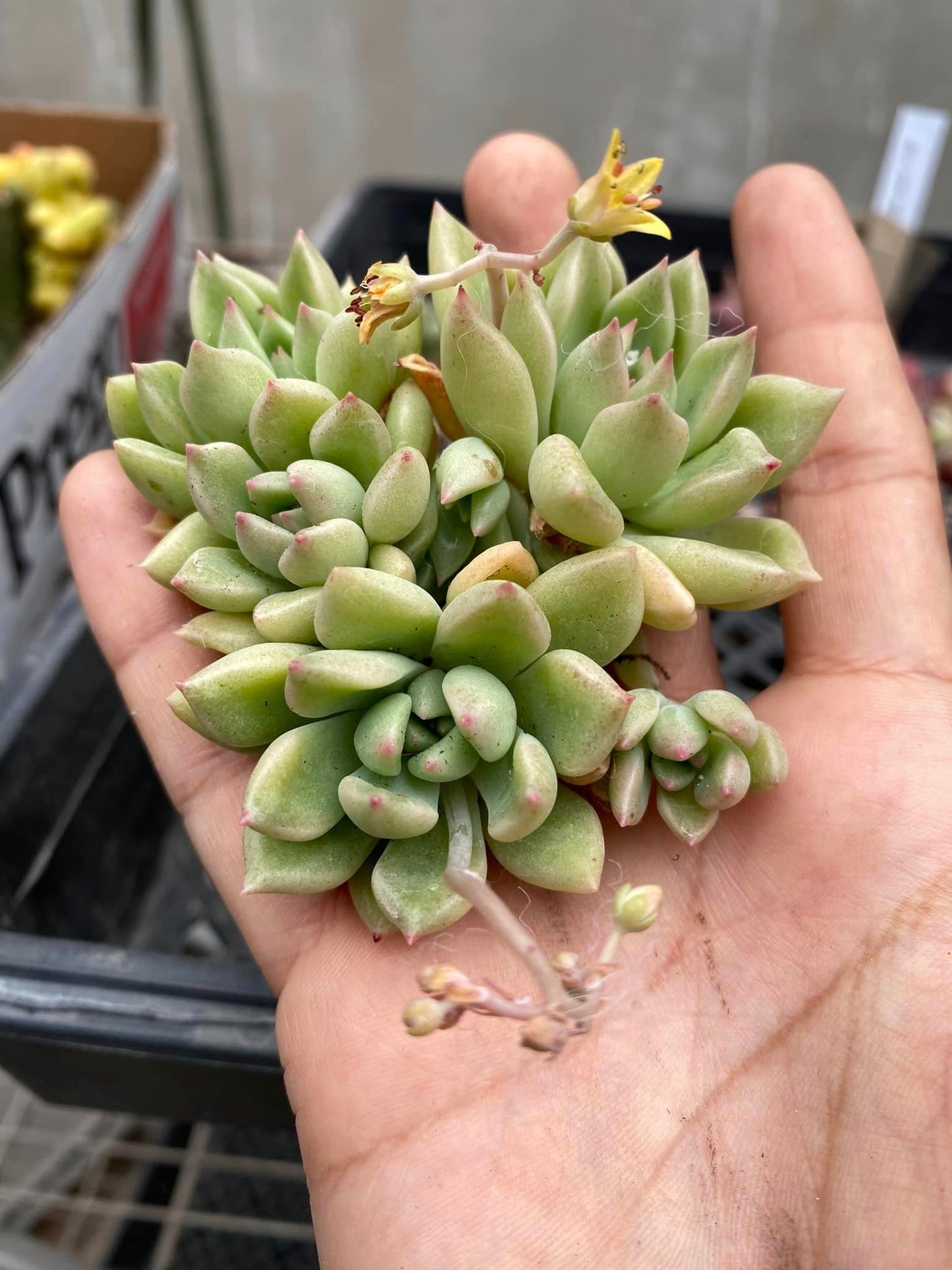 Echeveria Arze cluster