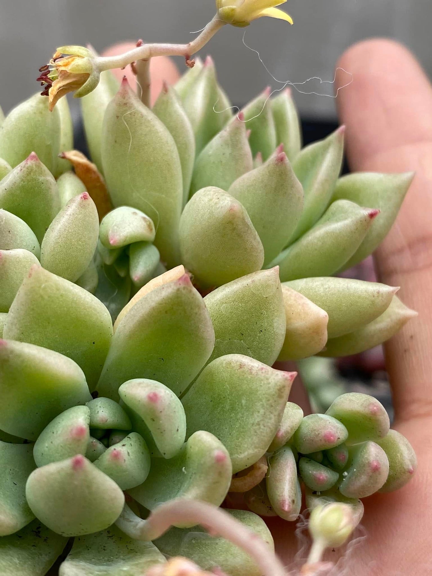 Echeveria Arze cluster