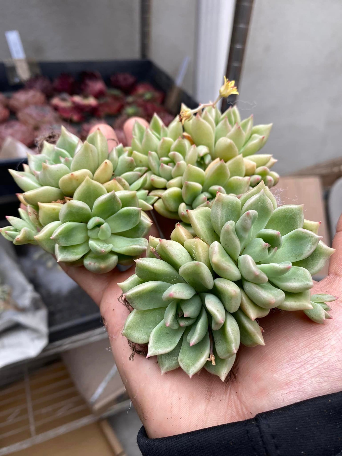 Echeveria Arze cluster