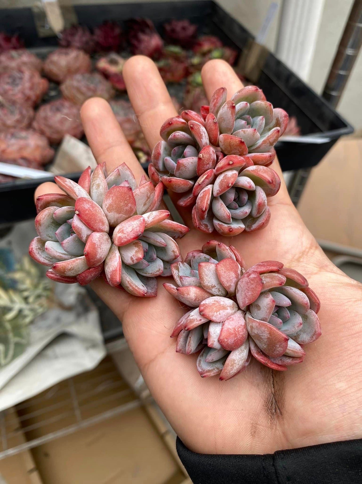 Echeveria jelly star mark