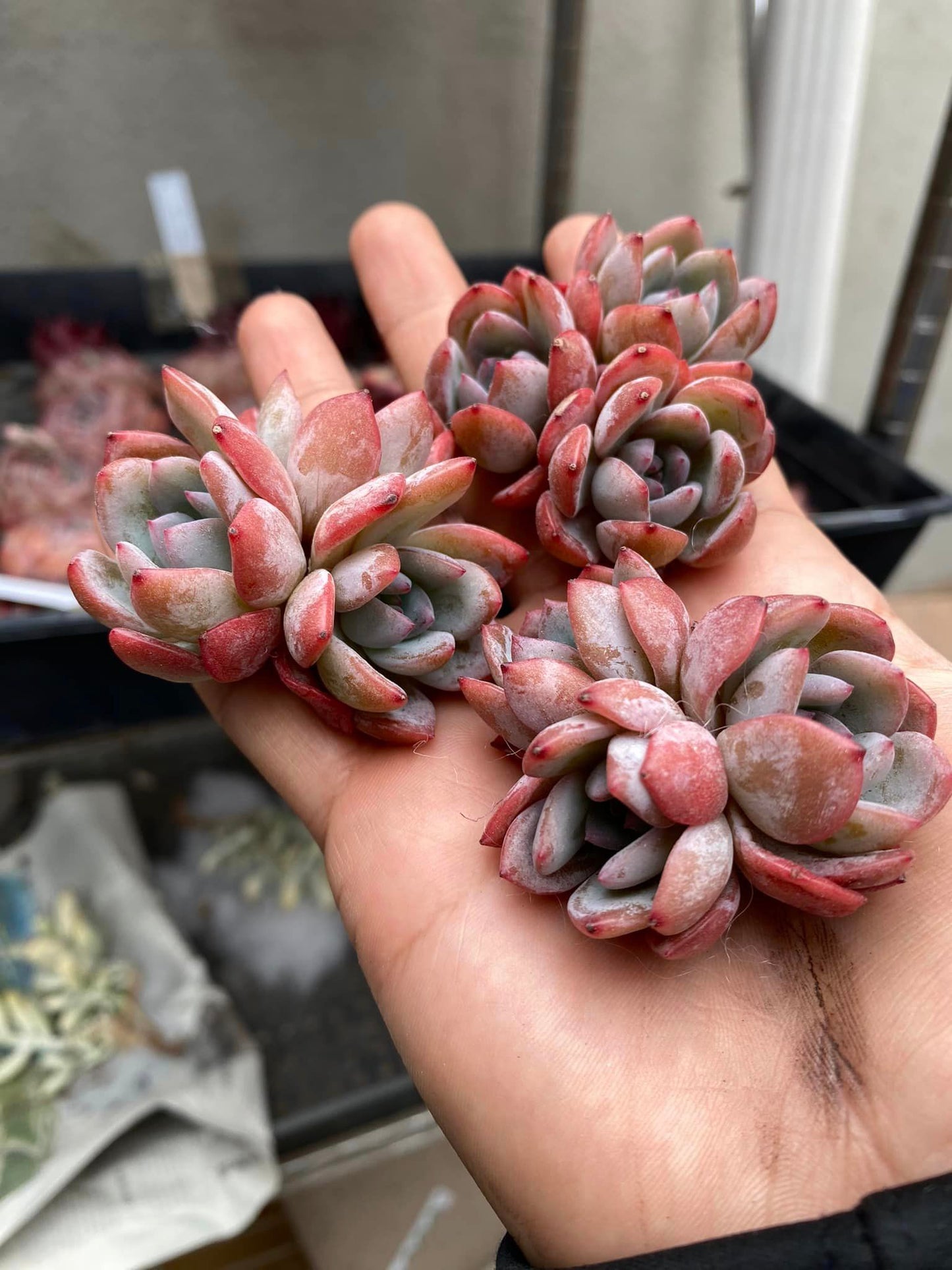 Echeveria jelly star mark