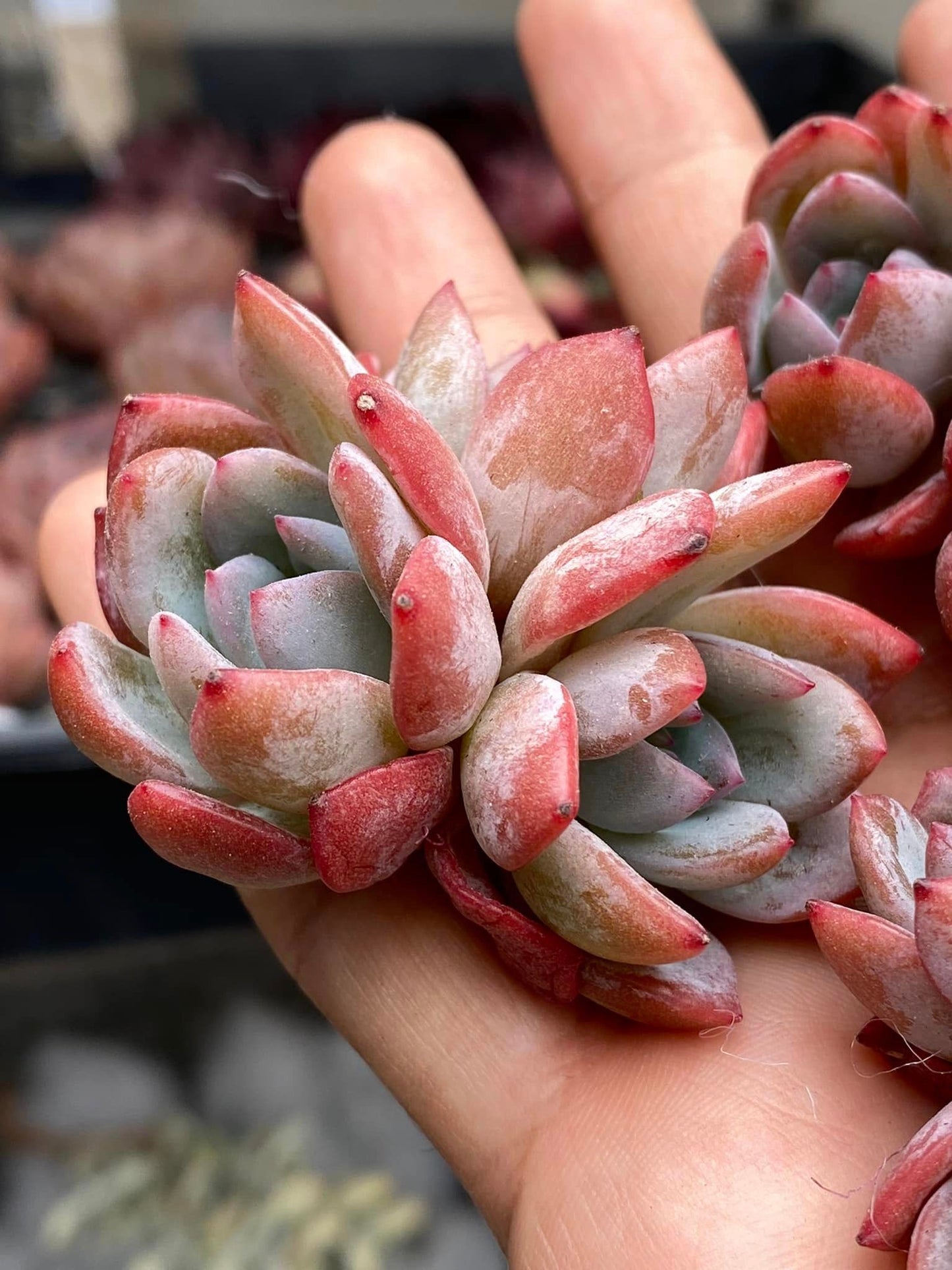 Echeveria jelly star mark