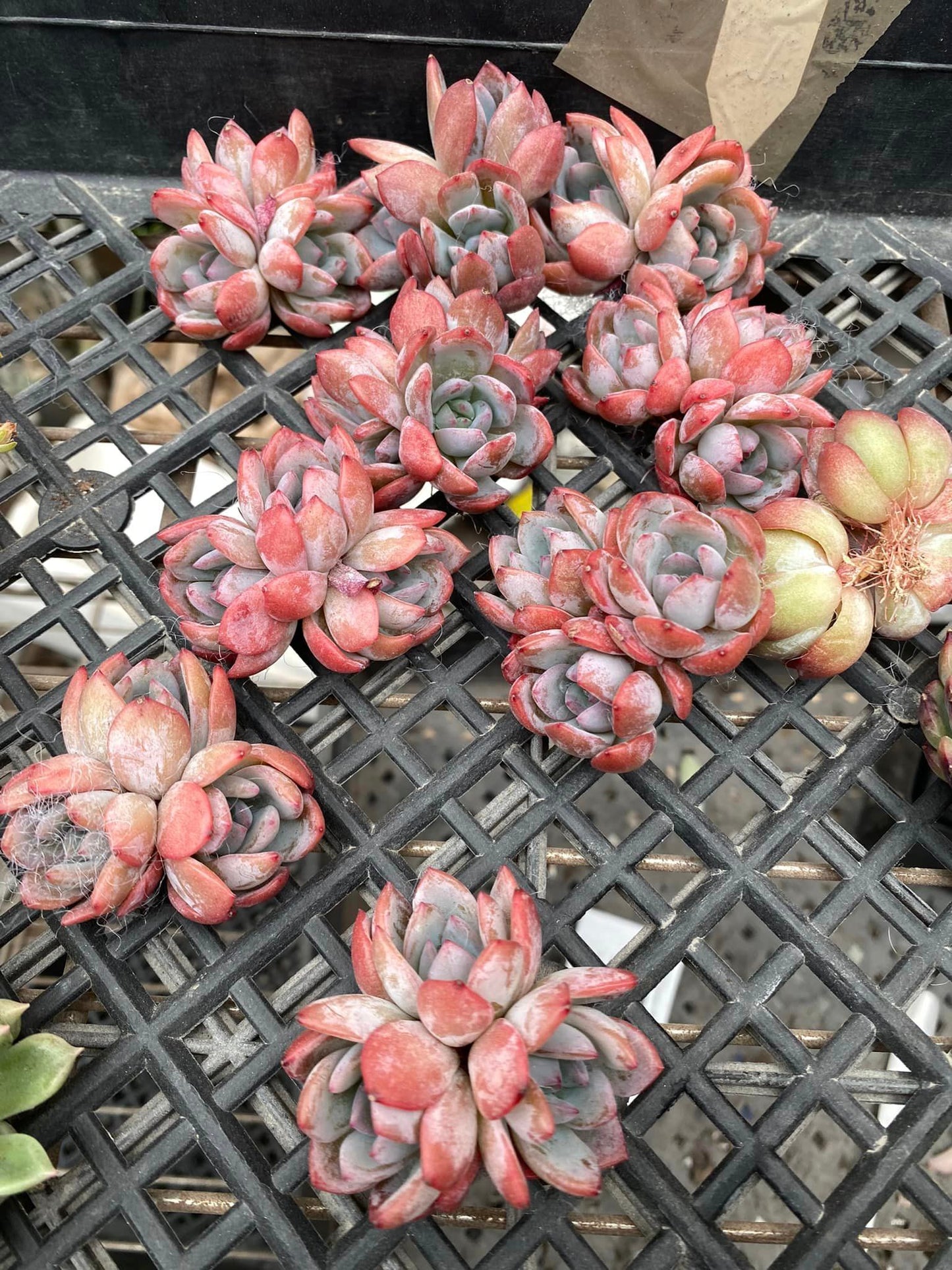 Echeveria jelly star mark