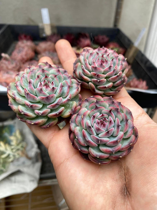 Echeveria marcel