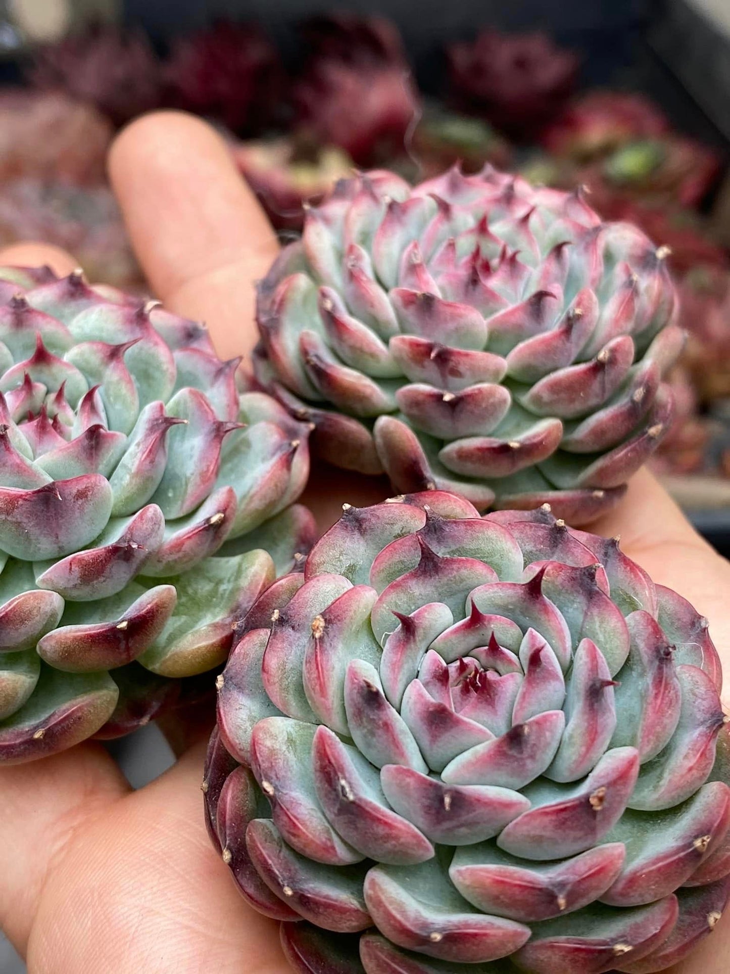 Echeveria marcel