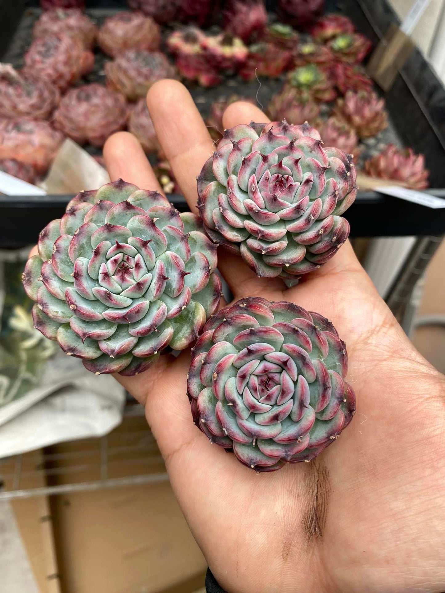 Echeveria marcel