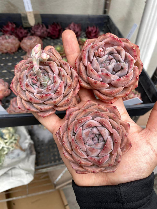 Echeveria Hyalina x orange monroe